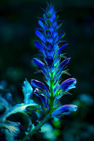 Mulch garden areas in spring to prevent weeds. Blue Blossom Plant Perennials Wild Flowers Herbs Toxic Monkshood Weed Nature Grow Would Look Like Pikist