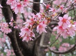 The okame flowering cherry tree thrives in full to part sun and loose, well drained, moist soil. Why Is My Cherry Blossom Tree Growing A New Branch With Different Leaves And Flowers Quora