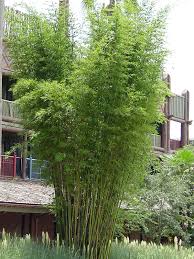 Image result for Bambusa