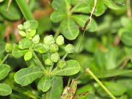 Image result for Krauseola mosambicina