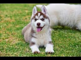 Husky goldfields & welkom, pure bred siberian husky puppies for sale, they are vaccinated and dewormed. Pure Siberian Husky Facebook