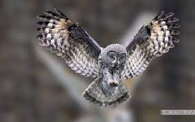 Beautiful Owl Wallpapers Top Free Beautiful Owl Backgrounds Wallpaperaccess This great grey owl with leucism was photographed by cheryl farmer in montana. beautiful owl wallpapers top free