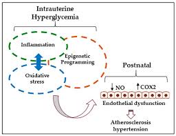Hapo hyperglycemia and adverse pregnancy outcome. Ijms Free Full Text Programming Of Vascular Dysfunction In The Intrauterine Milieu Of Diabetic Pregnancies Html