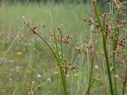 Image result for Juncaceae