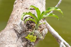 Image result for Holothrix villosa