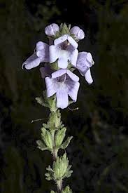 Image result for Xylopia collina