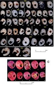 Cv technocrates is redefining the freelancer module, making it better than ever. Personal Ornaments In The Mid Upper Palaeolithic East Of The Carpathians