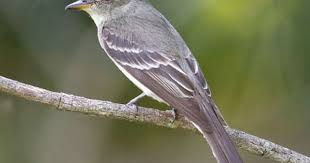 Black Bird With White Chest And White Tipped Tail Learn How To Identify Eastern Wood Pewee Its Life History Cool Facts Sounds And Calls And Watch Videos The Olive Brown East Birds Bird Species Ornithology