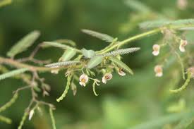 Image result for Aeschynomene americana