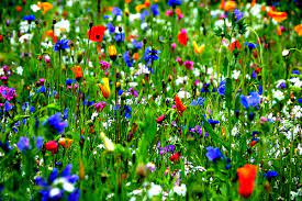 Click here to download wild flower brochure turning our irish forest floors and public parks into an oasis of flora for our native bees and butterflies using seed bombs. Wildflower Seed Bomb Mix Native Organic Irish Wildflower Buy Now