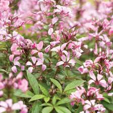 Image result for Cleome elegantissima