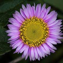 Top 15 Most Beautiful Aster Flowers Aster Flower Flowers For Everyone Aster Flower Tattoos