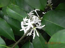 Image result for Pleiocarpa