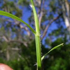 Image result for Eragrostis tenuifolia