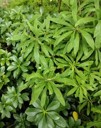 Image result for Daphne mezereum