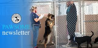 1 yr old chocolate min dachshund. Mcacc Pawsome Newsletter April Highlights