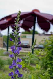 Discounts creating a missouri wildflowers nursery customer account can automatically qualify you. Native Plants Brightside St Louis