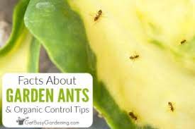 In case they are becoming a nuisance, it is time to start ants can be somewhat beneficial to your garden. Facts About Ants In A Garden Organic Control Tips Get Busy Gardening