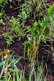 Image result for Kohautia confusa