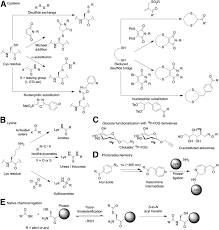 Manipulation of proteins by chemical modification is a powerful way to decipher their function or harness that function for therapeutic purposes. The Impact Of Emerging Bioconjugation Chemistries On Radiopharmaceuticals Journal Of Nuclear Medicine
