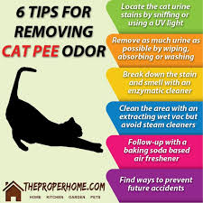 get rid of cat using home