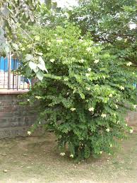 Image result for Bauhinia tomentosa