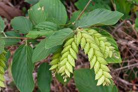 Image result for Flemingia strobilifera