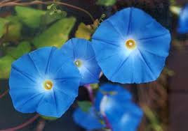 Image result for Ipomoea violacea