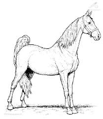Paarden zijn dan ook prachtige dieren. 1001 Kleurplaten Dieren Paarden Kleurplaat Paard