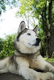 Do you have to pay back husky insurance. Breed Info Animal Health Center