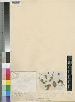 Image result for Dissotis gilgiana