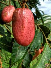 Image result for Pachylobus edulis