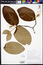 Image result for Strophanthus bequaertii