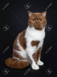 21 876 просмотров • 14 нояб. Beautiful Cinnamon With White British Shorthair Cat Kitten Sitting Half Side With Tails Around Body And Looking Straight At Lens With Orange Eyes Isolated On A Black Background Stock Photo Picture And