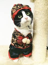 Cat Chinese New Year Costume Pet Costumes Pets Cats Pet Holiday