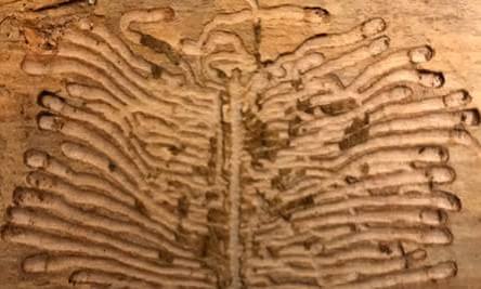 Country diary: the woodworm's map of whimsy | Environment | The Guardian