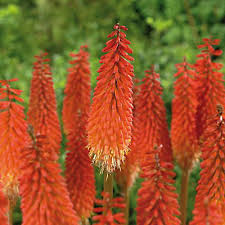 We did not find results for: Red Hot Poker Flower Bulb Diy At B Q