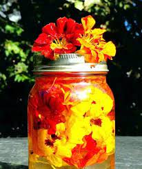 Pin On Nasturtiums