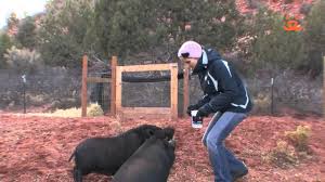 Maybe you would like to learn more about one of these? Why You Need To Be Really Sure Before Getting A Teacup Pig The Dodo