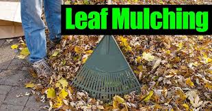 Hello friends in this video i am going to share with you a unique way to use dry leaves in plants.usually we throw out all the leaves and don't know the bene. Mulching Leaves Learn The Nutritional Benefits For Soil