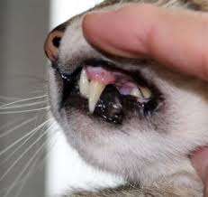 Seeing your cats tongue sticking out and drool being produced may be a sign that closing their mouth is uncomfortable. What Is The Correct Alignment For Feline Canine Teeth Are The Bottom Or Top Canines Supposed To Be On The Outside