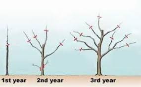 Check spelling or type a new query. Fruit Tree Pruning Instructions Lovetoknow