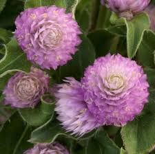 Image result for Gomphrena globosa