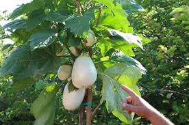 Image result for Solanum torvum