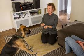 Call us now for more info on our dog boot camp for xmas. Los Angeles Our Dog Trainers