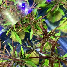 Image result for Hygrophila uliginosa