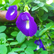 Image result for Clitoria