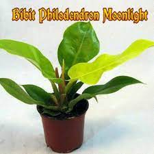 Sebaiknya, tempatkanlah tanaman hias daun ini pada area yang teduh agar. Philodendron Moonlight Tanaman Hias Daun Lebar Shopee Indonesia