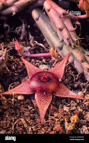 Image result for Huernia procumbens