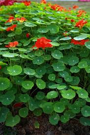 Pin On Playing In The Dirt